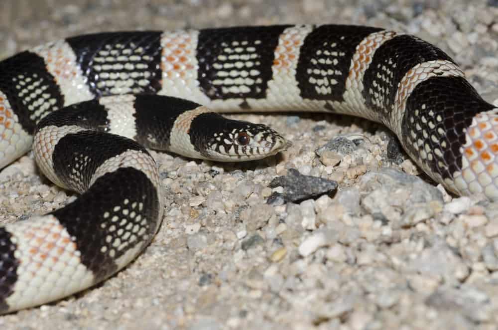 serpente dal naso lungo