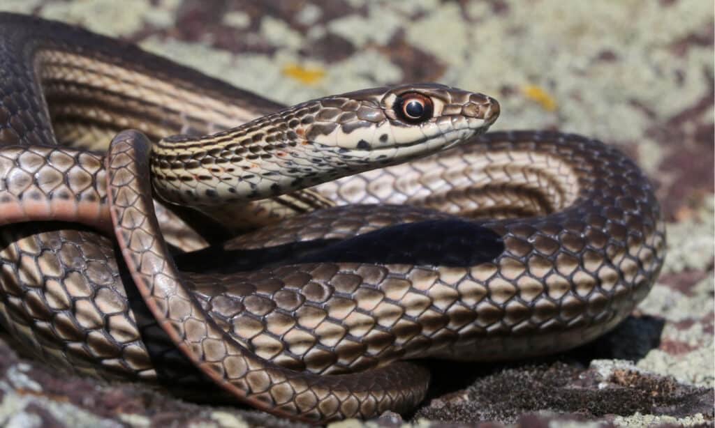 Whipsnake a strisce del deserto