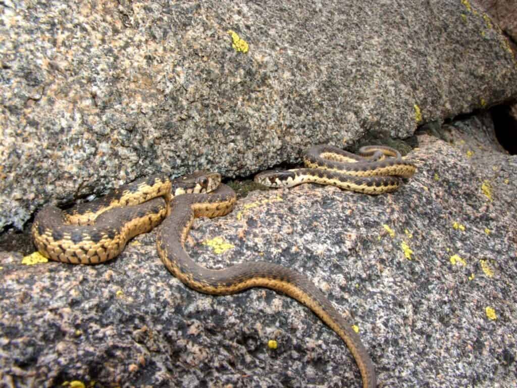 Serpente giarrettiera della Sierra