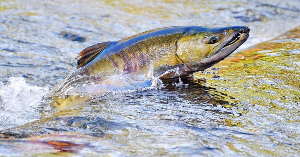 Steelhead vs salmone