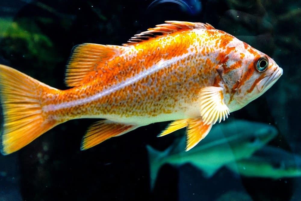 Singolo scorfano delle Canarie - pesce della regione nord-orientale dell'Oceano Pacifico in un acquario zoologico