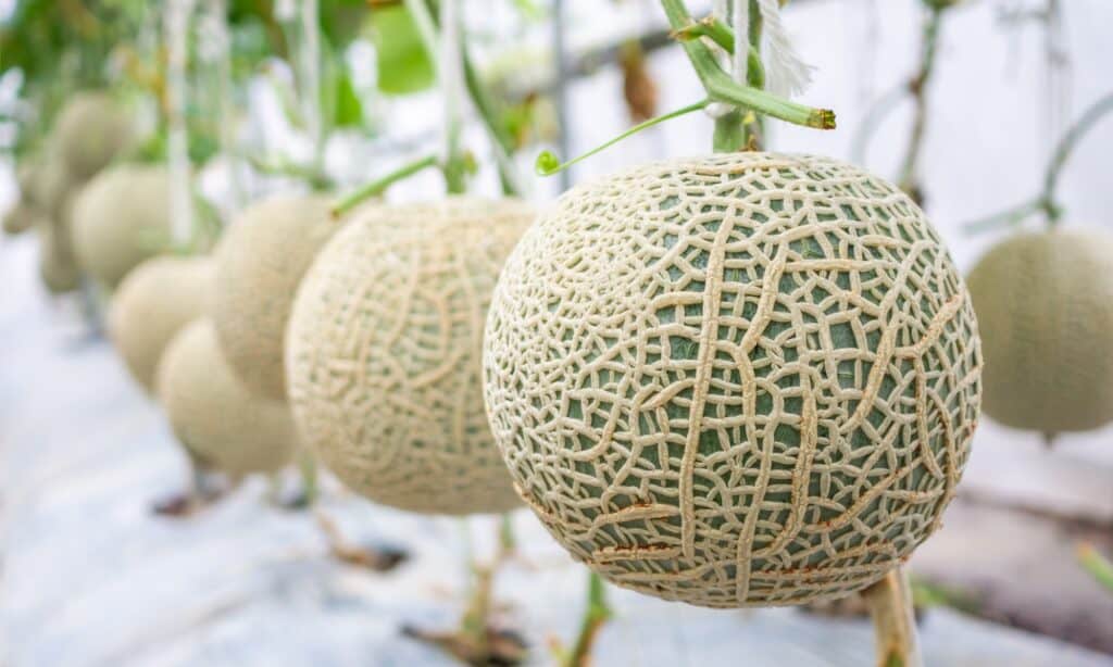 Melone contro Cantalupo