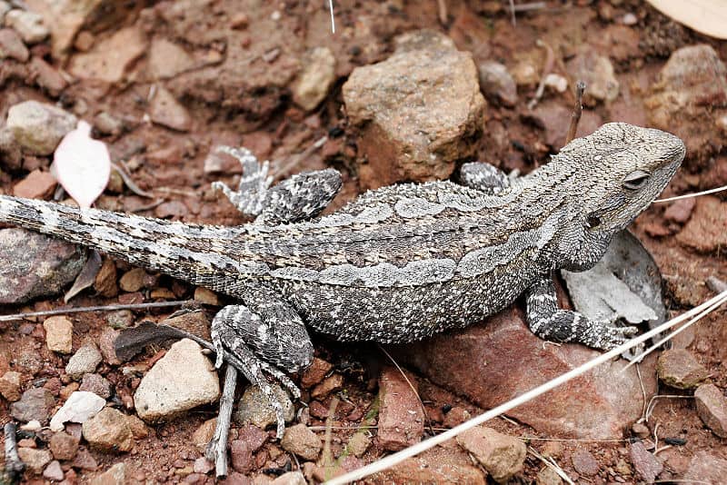 Drago barbuto (Pogona barbata) - rettile più amichevole