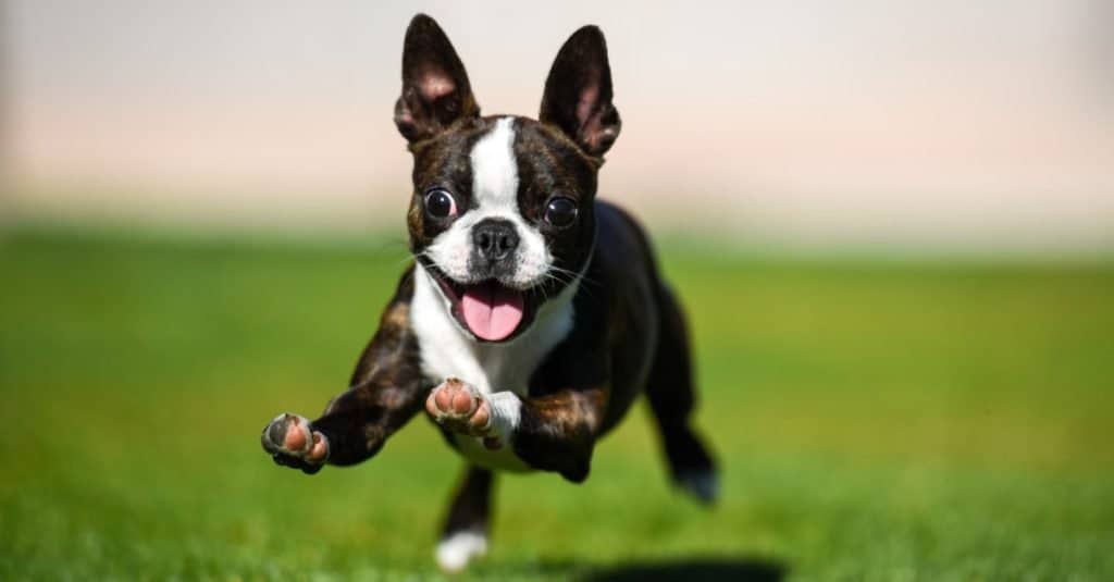 Boston terrier che attraversa il cortile.