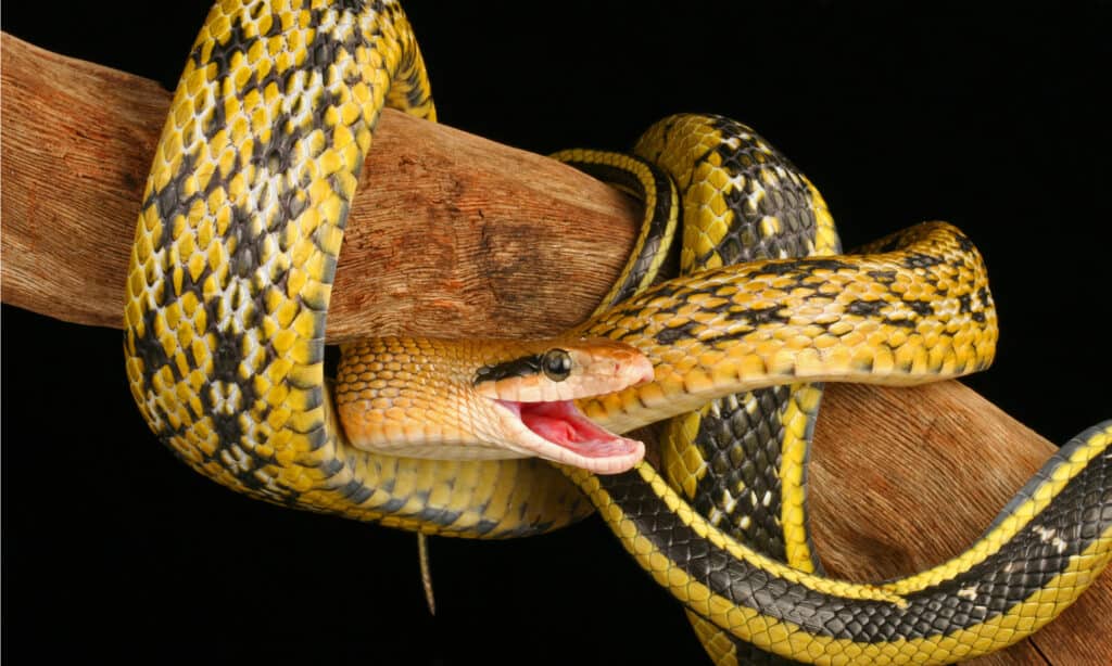Il serpente di bellezza di Taiwan si è arrotolato lungo un albero.  Questo costrittore cattura e mangia roditori.