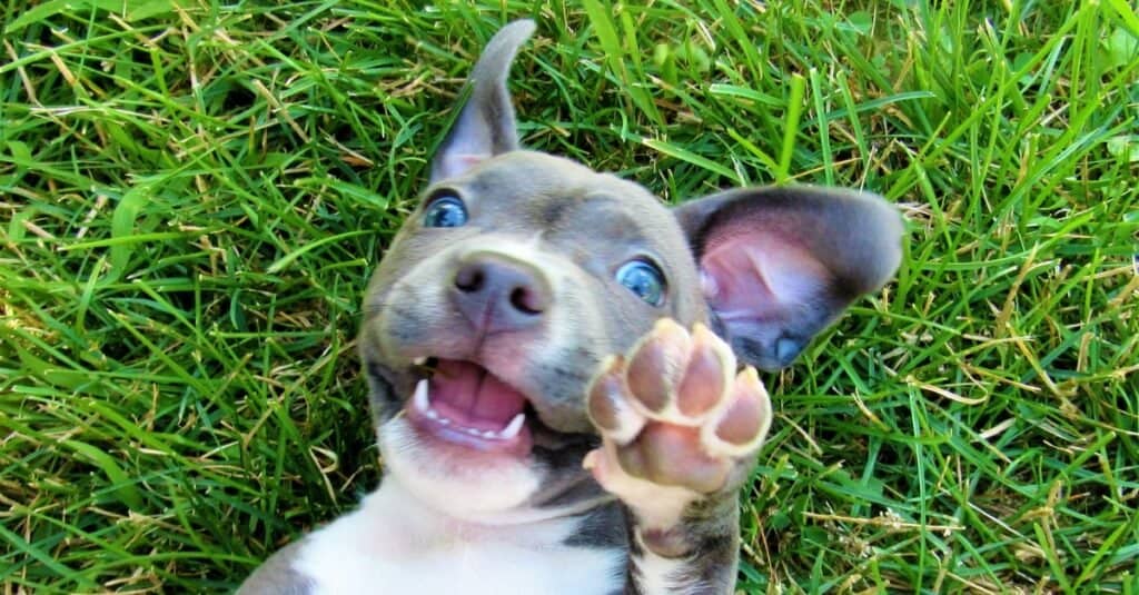 pit bull che risiede nell'erba con la zampa in su