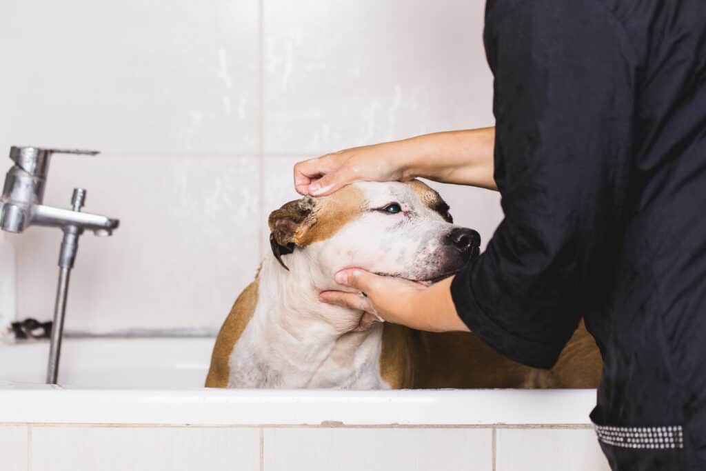 Shampoo medicato per cani