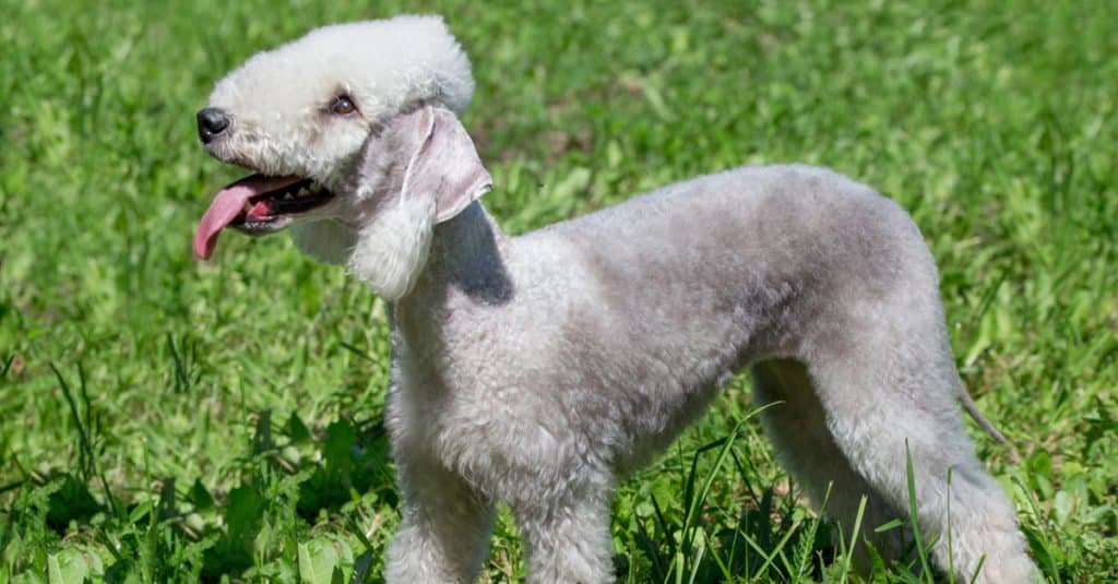 Cucciolo di Bedlington Terrier