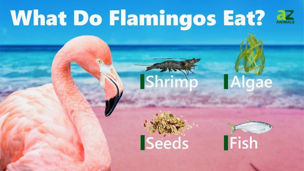 Cosa mangiano i fenicotteri