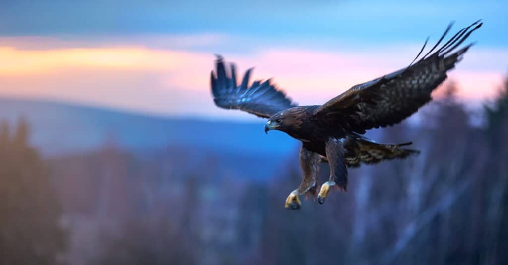 aquila reale in volo