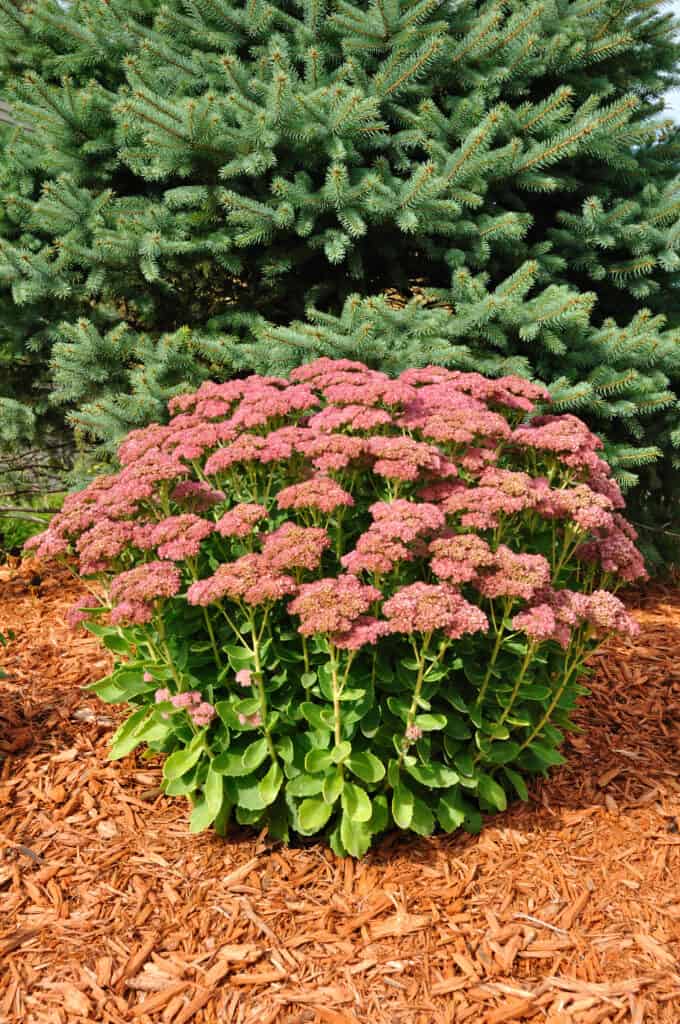 Fioritura Sedum Gioia autunnale