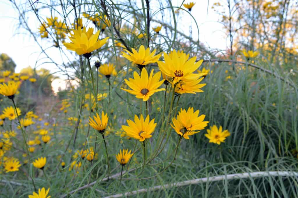 Girasole a foglia di salice