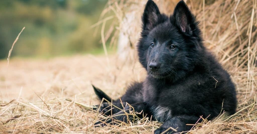 Cucciolo di pastore belga che posa fuori sull'erba