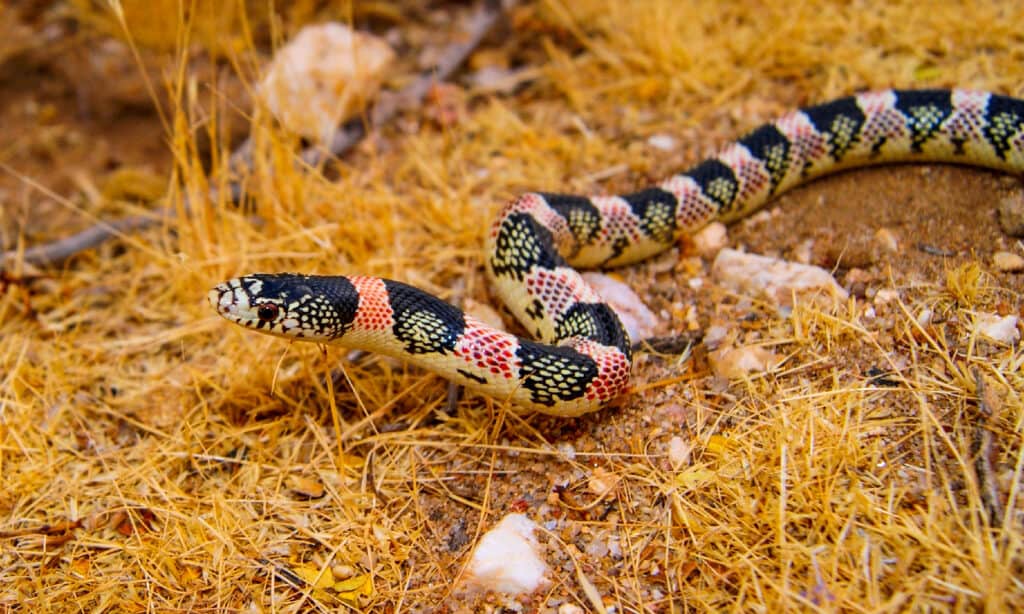 Serpente dal naso lungo, Rhinocheilus lecontei