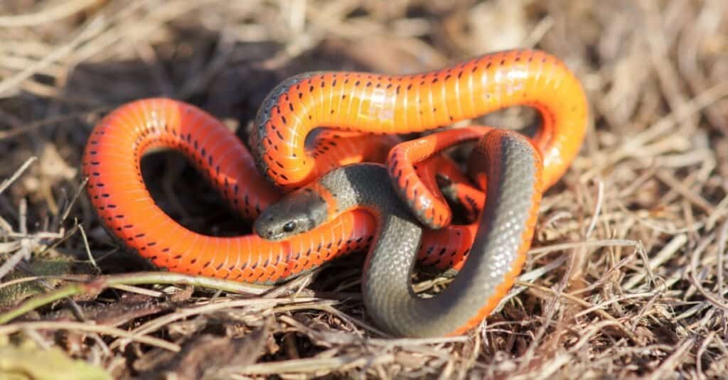 Serpente dal collo ad anello