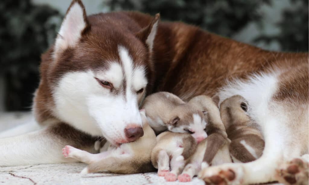per quanto tempo sono incinte i cani
