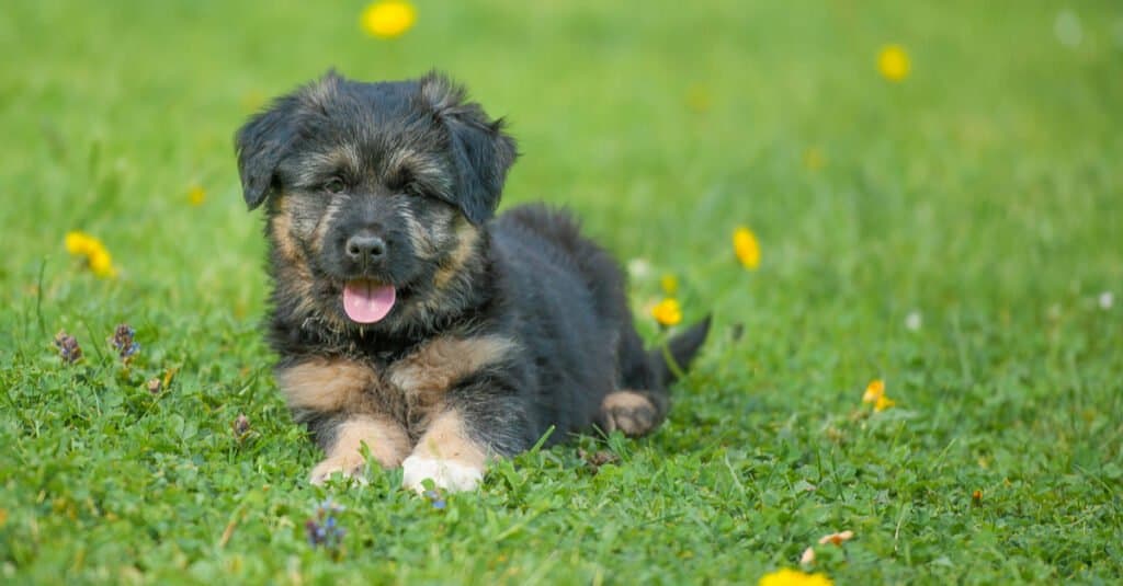 Cucciolo bergamasco in un prato