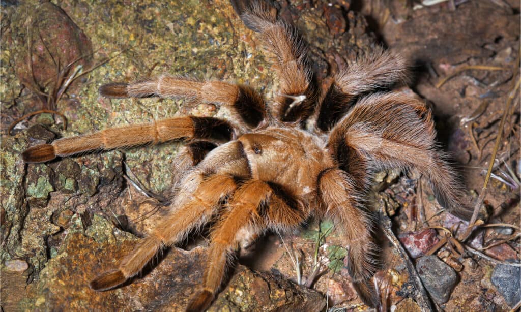 tarantola del deserto occidentale