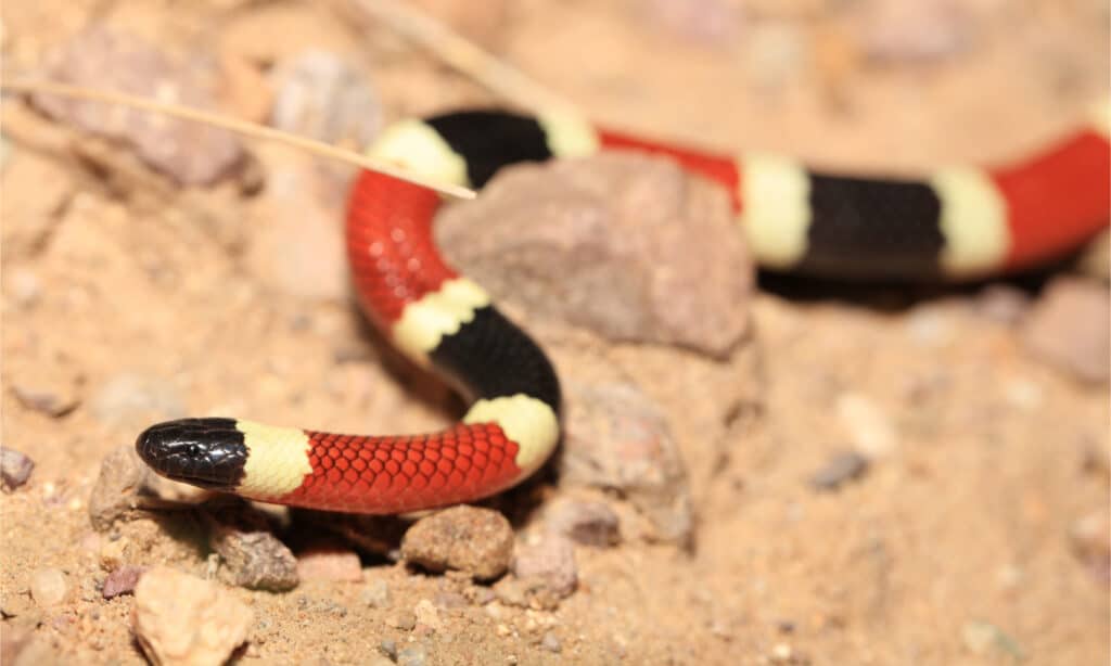 Un serpente corallo di Sonora che striscia sul deserto sabbioso