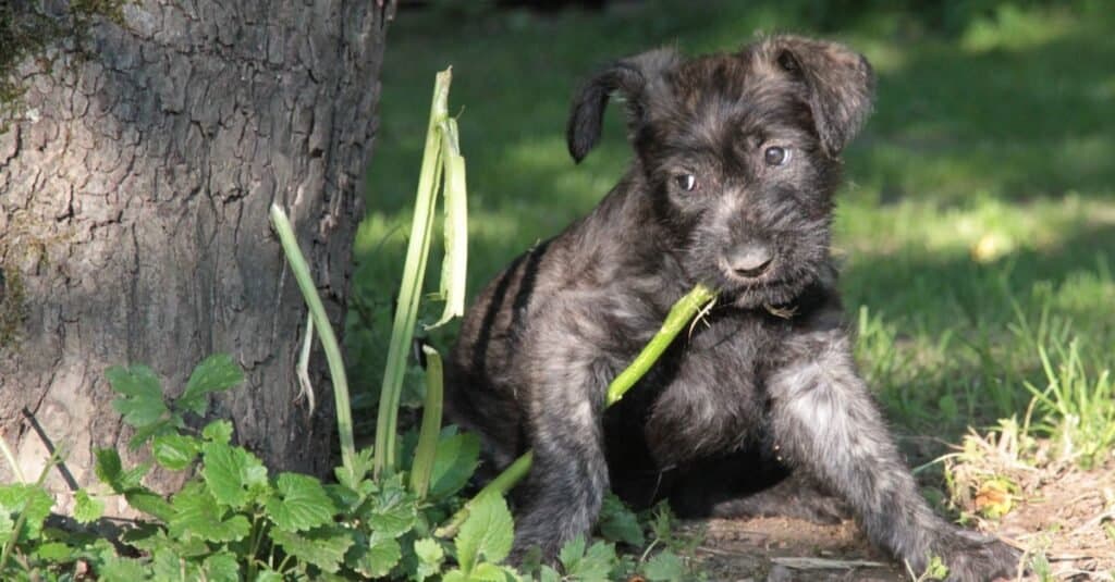 Cucciolo di Berger Picard che gioca con un bastone