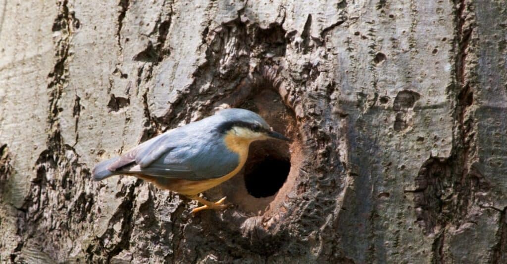 Picchio muratore eurasiatico nella sua tana in un albero.