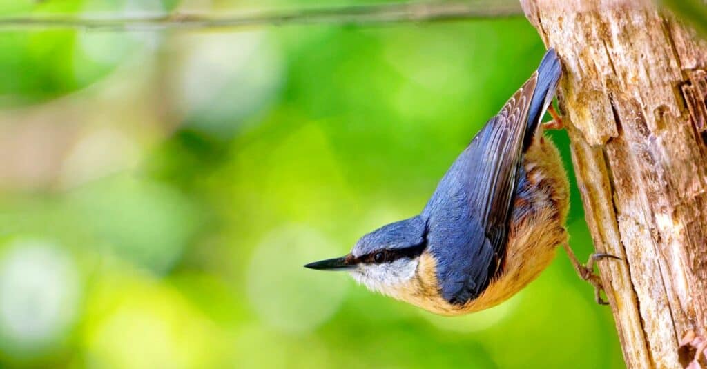 Il picchio muratore eurasiatico chiamato anche picchio muratore di legno appeso a un tronco d'albero nella foresta.