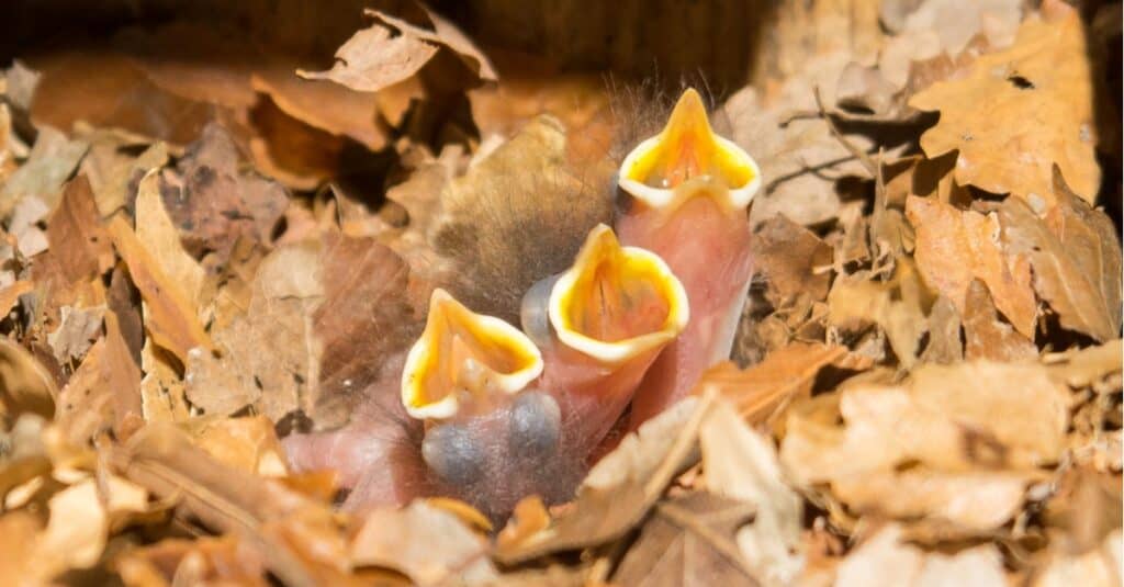 Picchio muratore eurasiatico (Sitta europaea) bambini in attesa di essere nutriti.