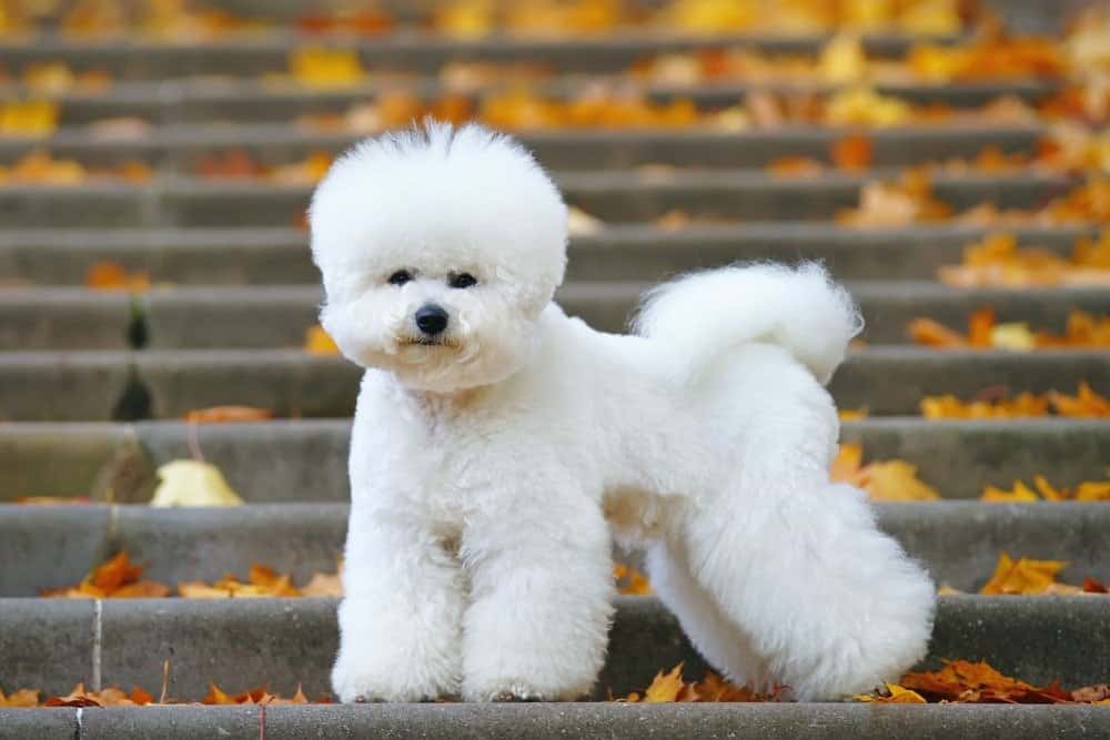 Bichon Frise cane con un taglio di capelli elegante che rimane sulle scale nel parco autunnale
