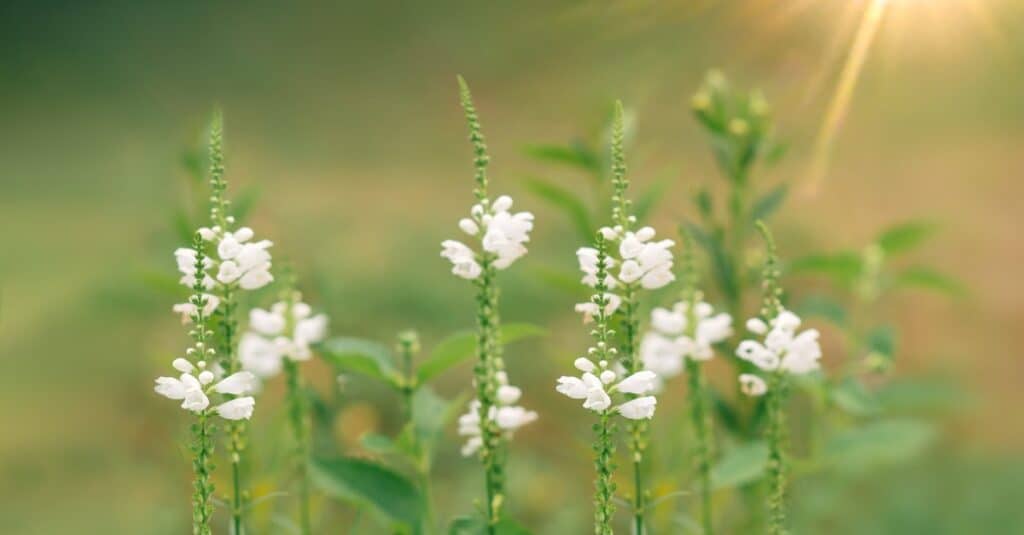 fiore obbediente