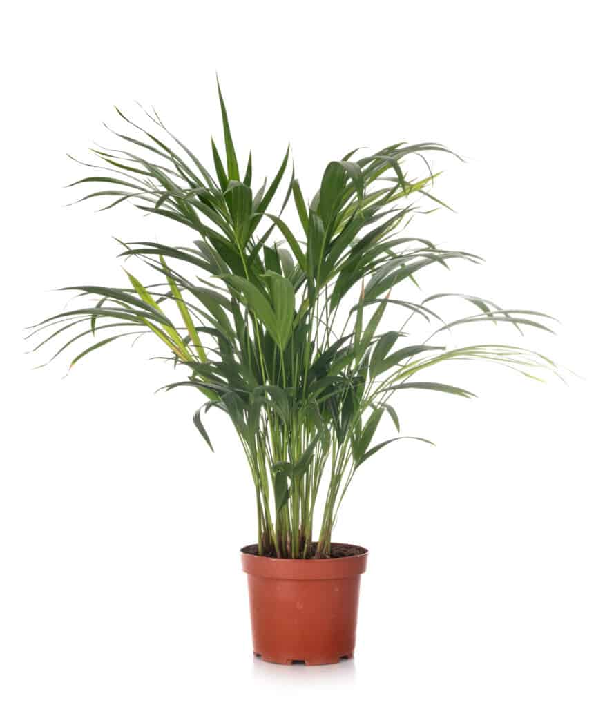 Kentia palma in vaso