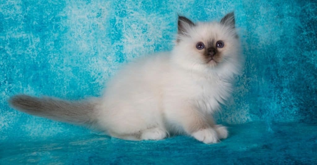 Gatto Birmano vs Gatto Siamese