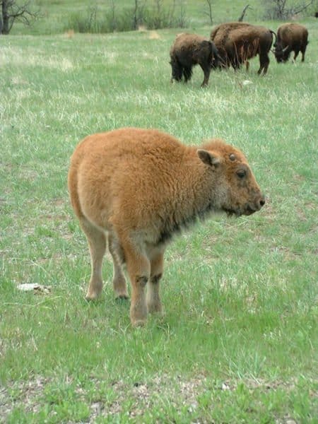 Baby bisonte con pelo rosso-arancione