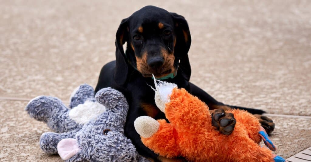 Coonhound nero focato - cucciolo