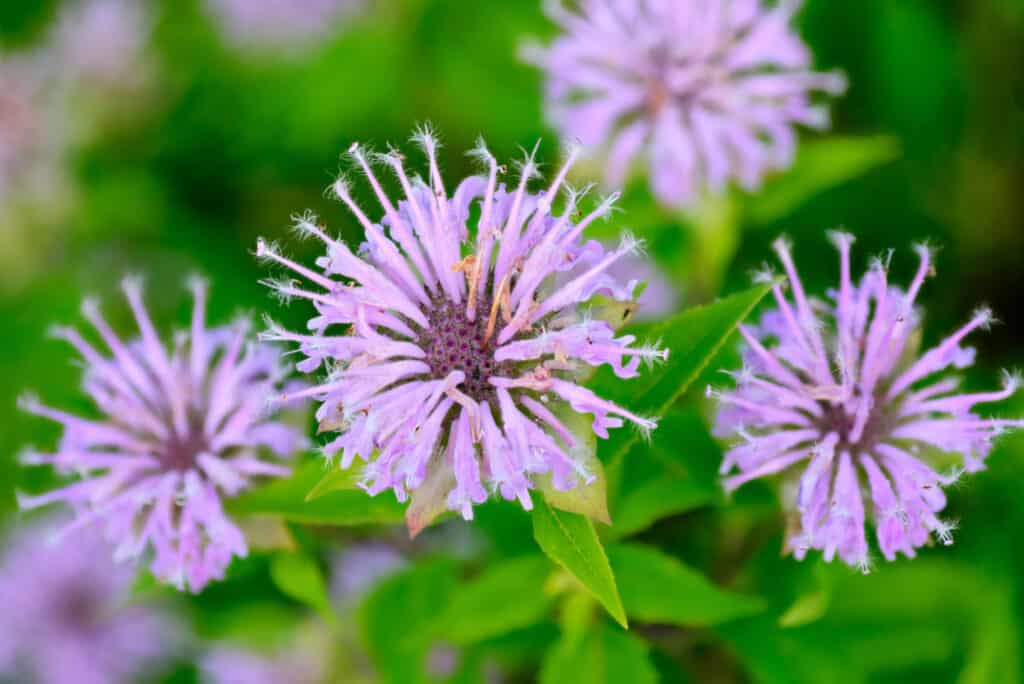 primo piano dei fiori del balsamo dell'ape della lavanda