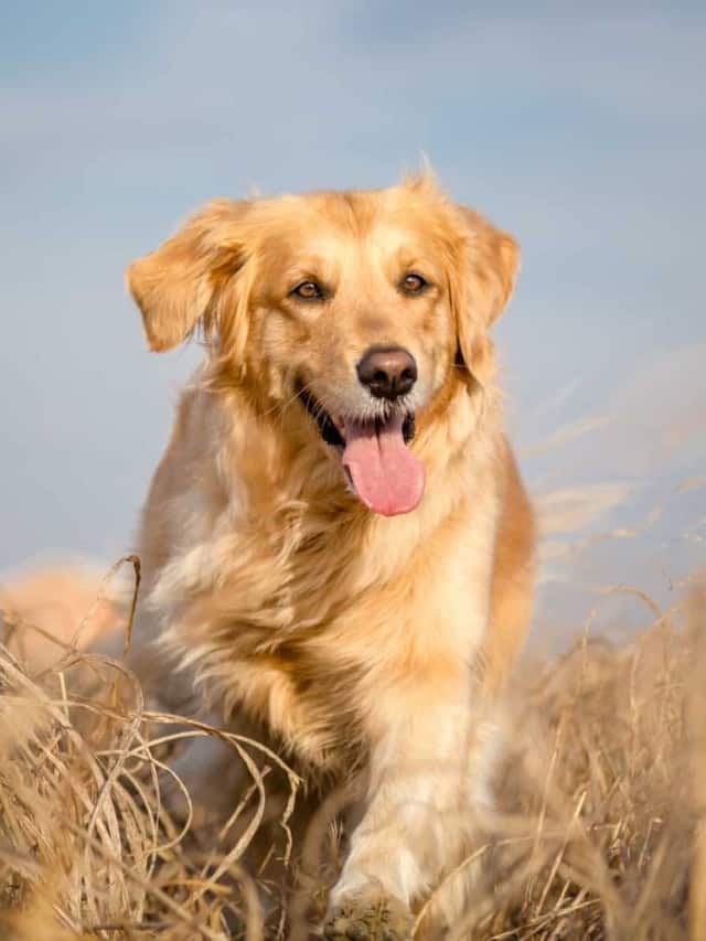 Abbiamo esaminato la migliore immagine di copertina del cibo per cani Golden Retriever