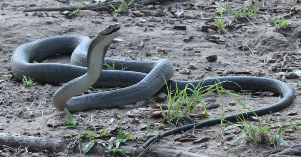 Black mamba in posizione difensiva