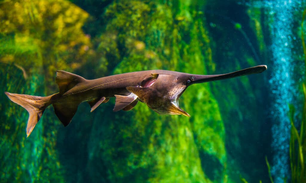 Pesce spatola (Polyodon spathula)