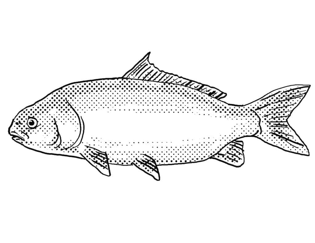 Pesce di bufala