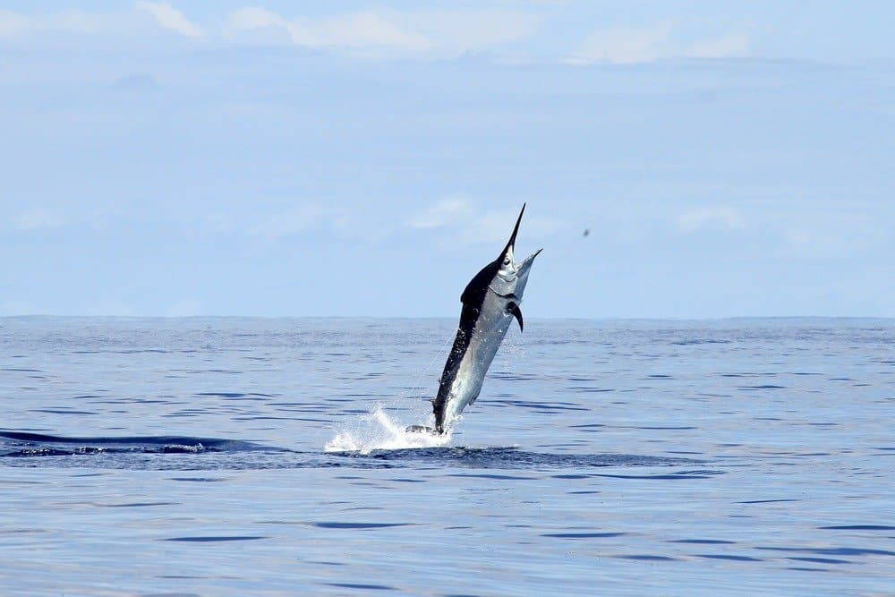 marlin vs pesce spada