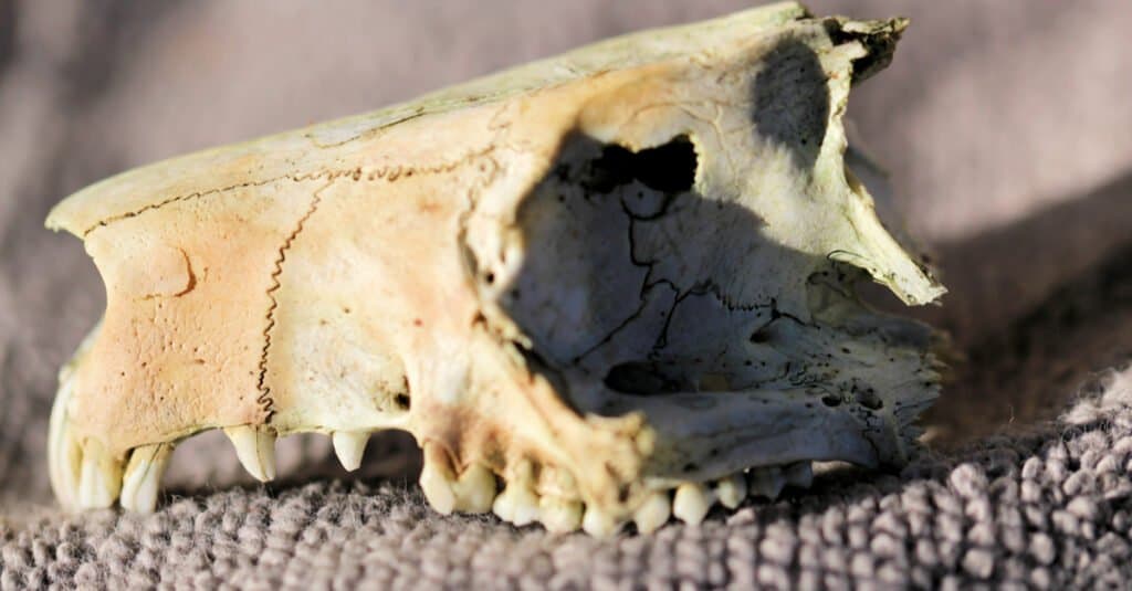 Denti di opossum - Cranio di un opossum dalla coda ad anelli