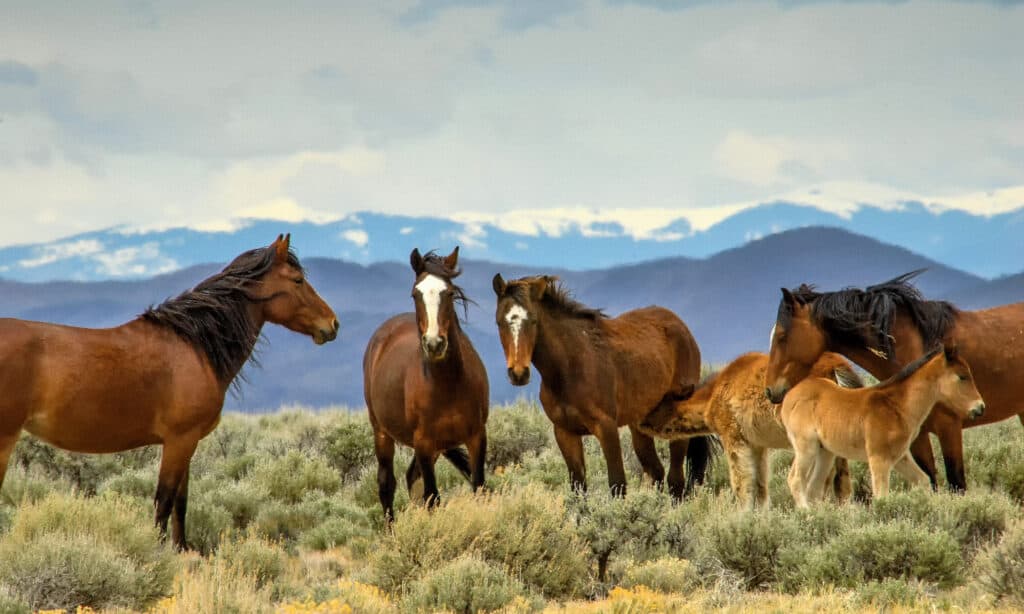 Cavallo, Animali Selvatici, Colorado, Mustang - Cavallo Selvaggio, Leadership