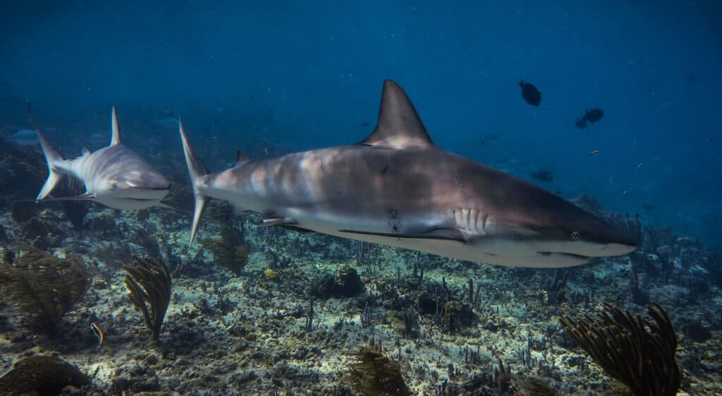 Due squali dal naso nero nuotano vicino al fondo dell'oceano. 