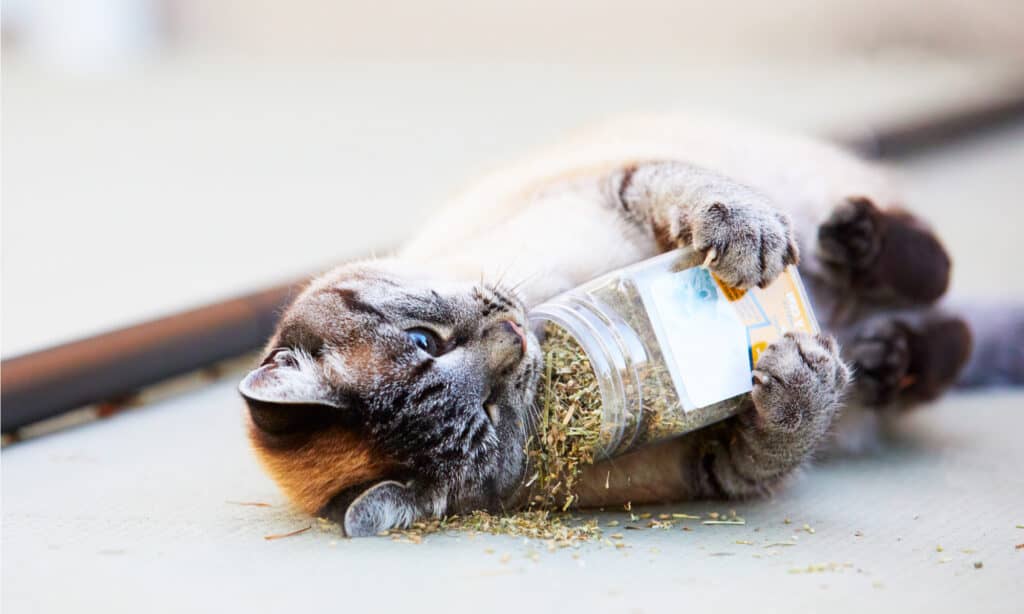 Gatto con erba gatta secca