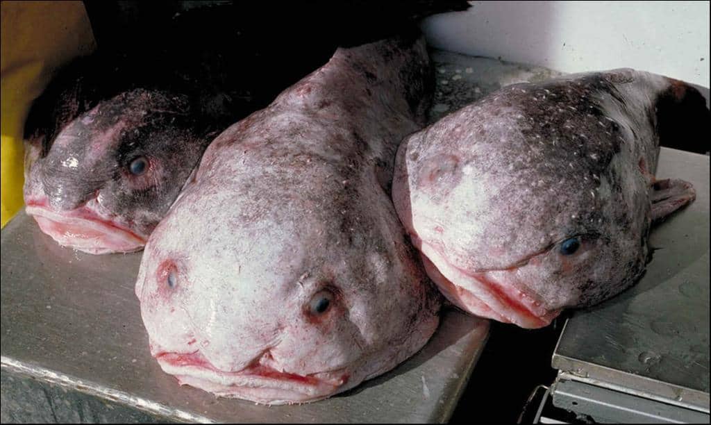 Blobfish fuori dall'acqua