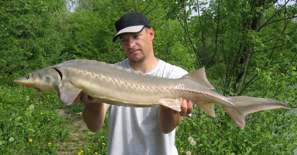 uomo con pesce storione