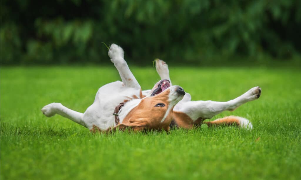 perché i cani si rotolano nell'erba