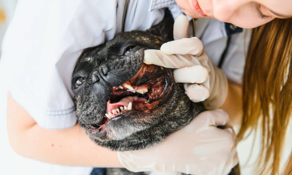 bulldog francese