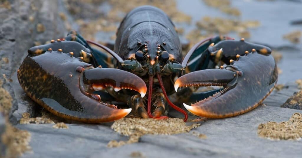 Quante zampe hanno le aragoste?  5 fatti interessanti sulle cosce di aragosta