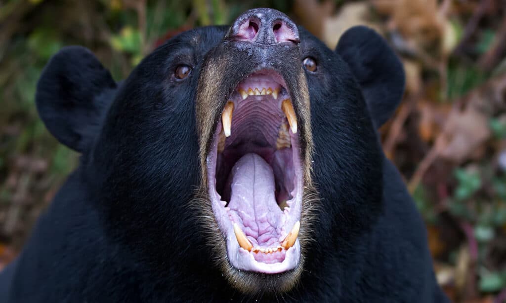 Orso nero che mostra i denti