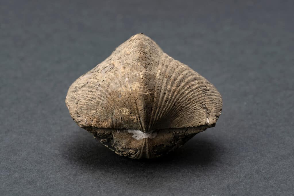 brachiopode